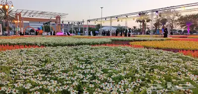 زهور زينيا وسيلوزيا وفينكا ( بفته ) اقل الاسعار مع التوصيل 27