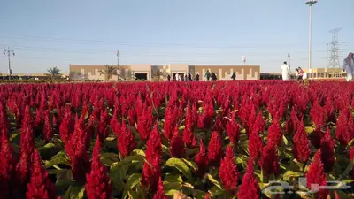 زهور زينيا وسيلوزيا وفينكا ( بفته ) اقل الاسعار مع التوصيل 35