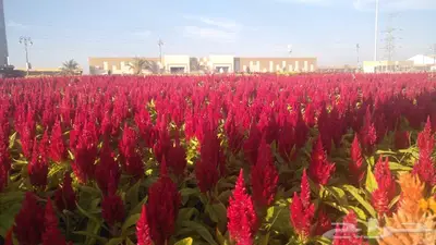 زهور زينيا وسيلوزيا وفينكا ( بفته ) اقل الاسعار مع التوصيل 51