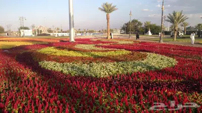 زهور زينيا وسيلوزيا وفينكا ( بفته ) اقل الاسعار مع التوصيل 37