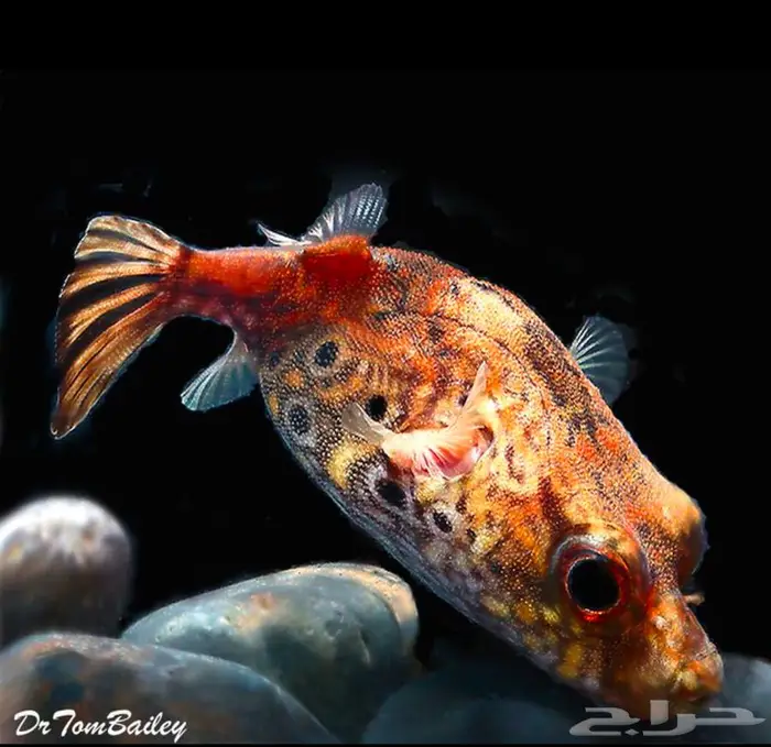 سمكة Puffer fish humpback 0