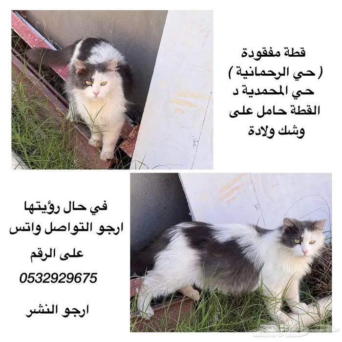قطة مفقودة 2