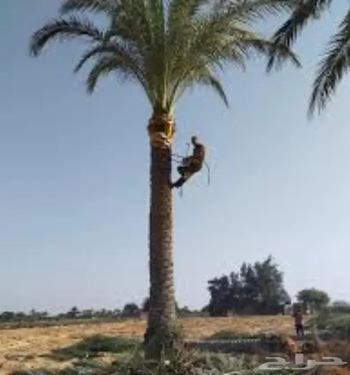 توريد نخيل 0
