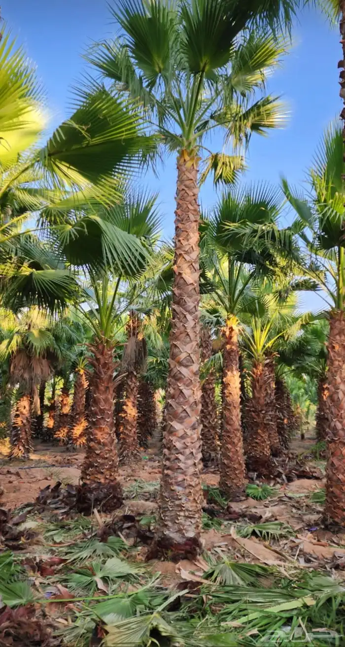 نخل واشنطن نخل للبيع نخل زينة نخل الرياض 17