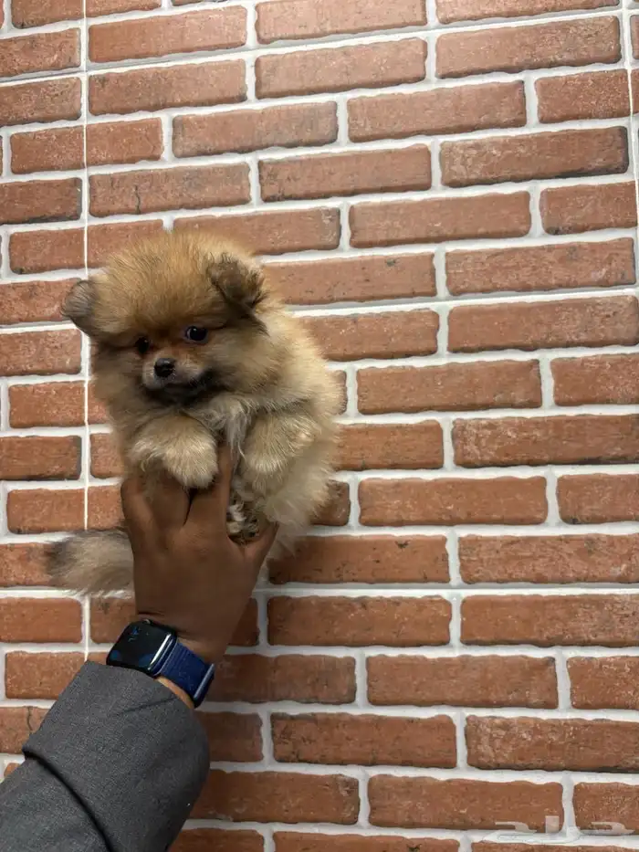 كلاب بومرينيان 1