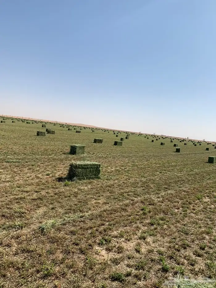 برسيم صافي 100  السعر 25 5