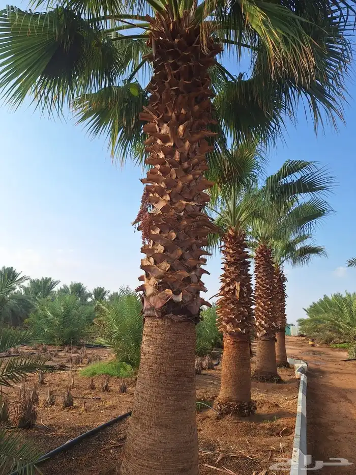 نخل واشنطن نخل للبيع نخل زينة نخل الرياض 8