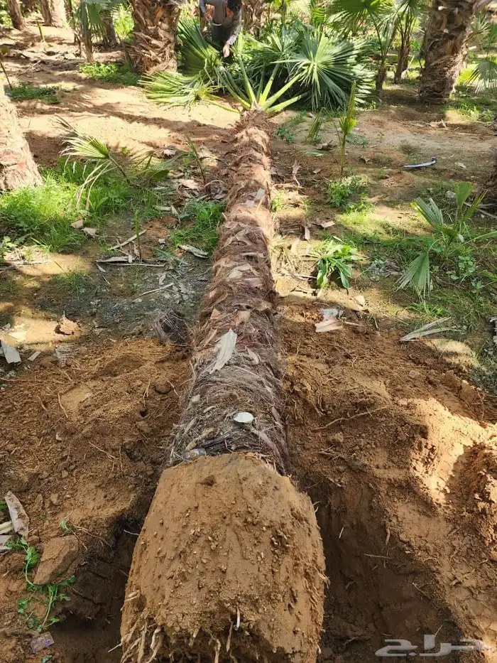 نخل واشنطن نخل للبيع نخل زينة نخل الرياض 5