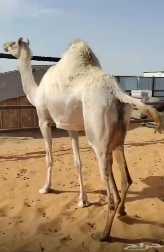 هجن 0