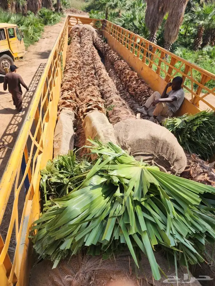 نخل واشنطن نخل للبيع نخل زينة نخل الرياض 0