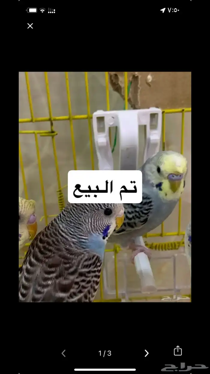 طيور حب (بادجي) للبيع 0