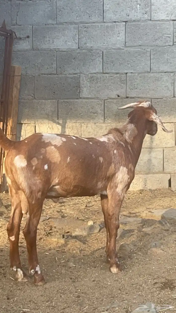 تيس كلهاري فاخر ( تم البيع ) 1