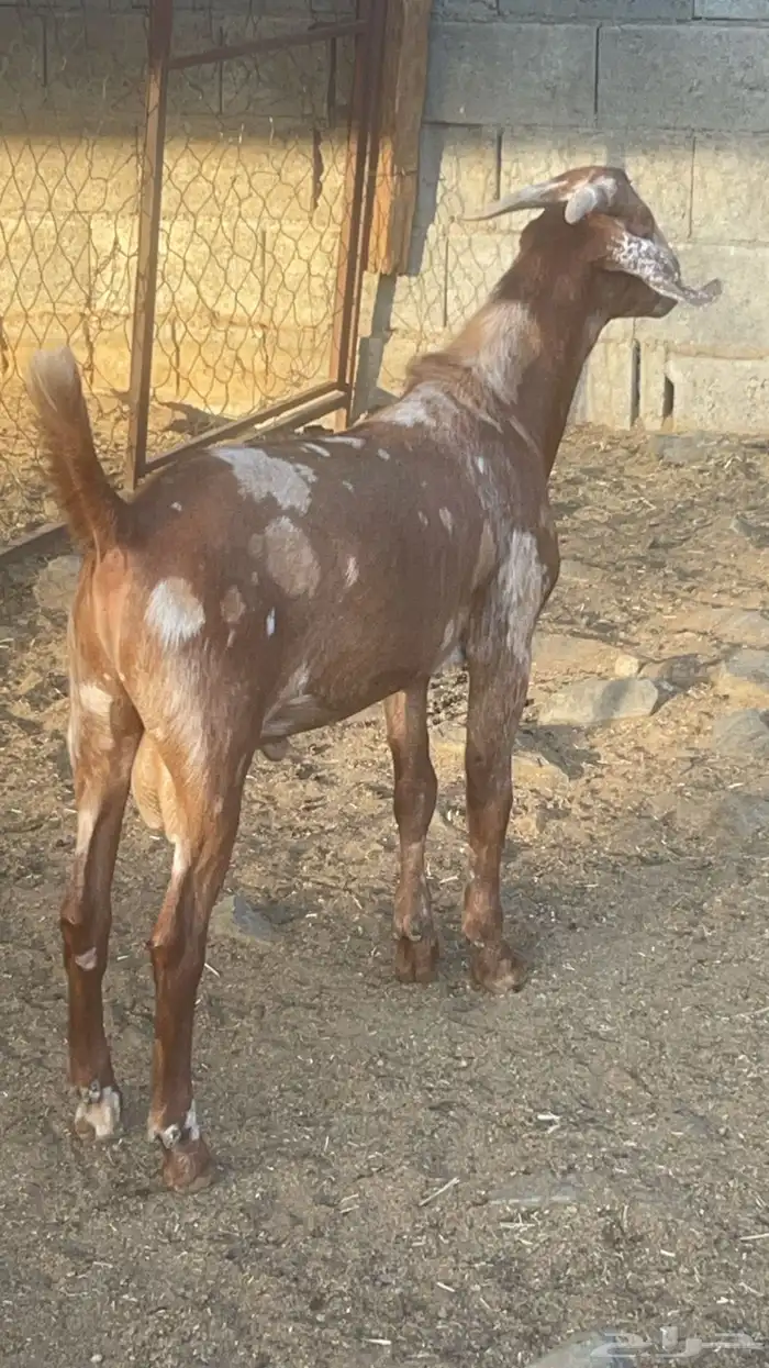 تيس كلهاري فاخر ( تم البيع ) 2