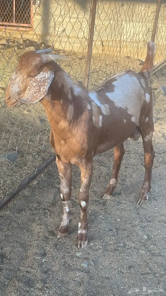 تيس كلهاري فاخر ( تم البيع ) 0