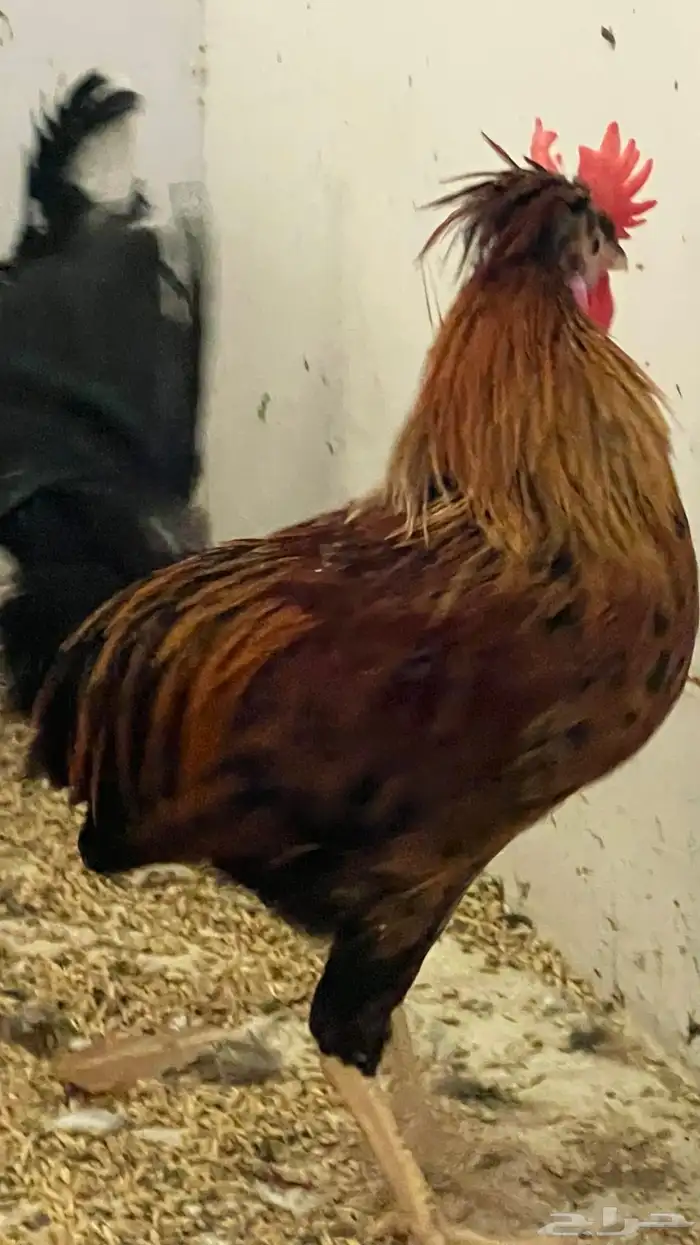 ديوك عربي ترثه سلالة قديمة جدا 2