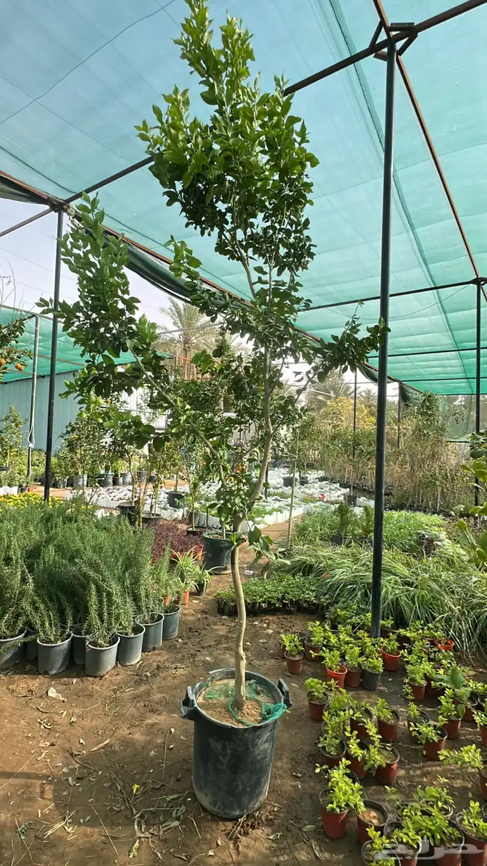 برتقال ترنج ليمون اشجار حمضيات 0