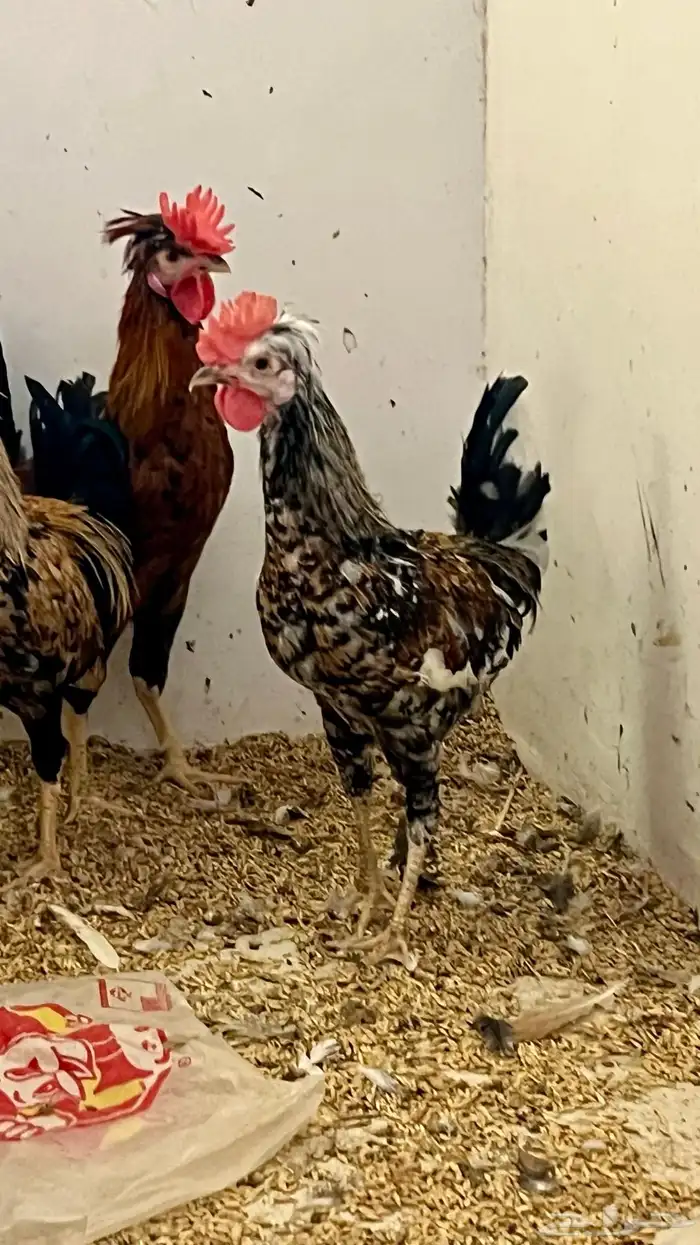 ديوك عربي ترثه سلالة قديمة جدا 5