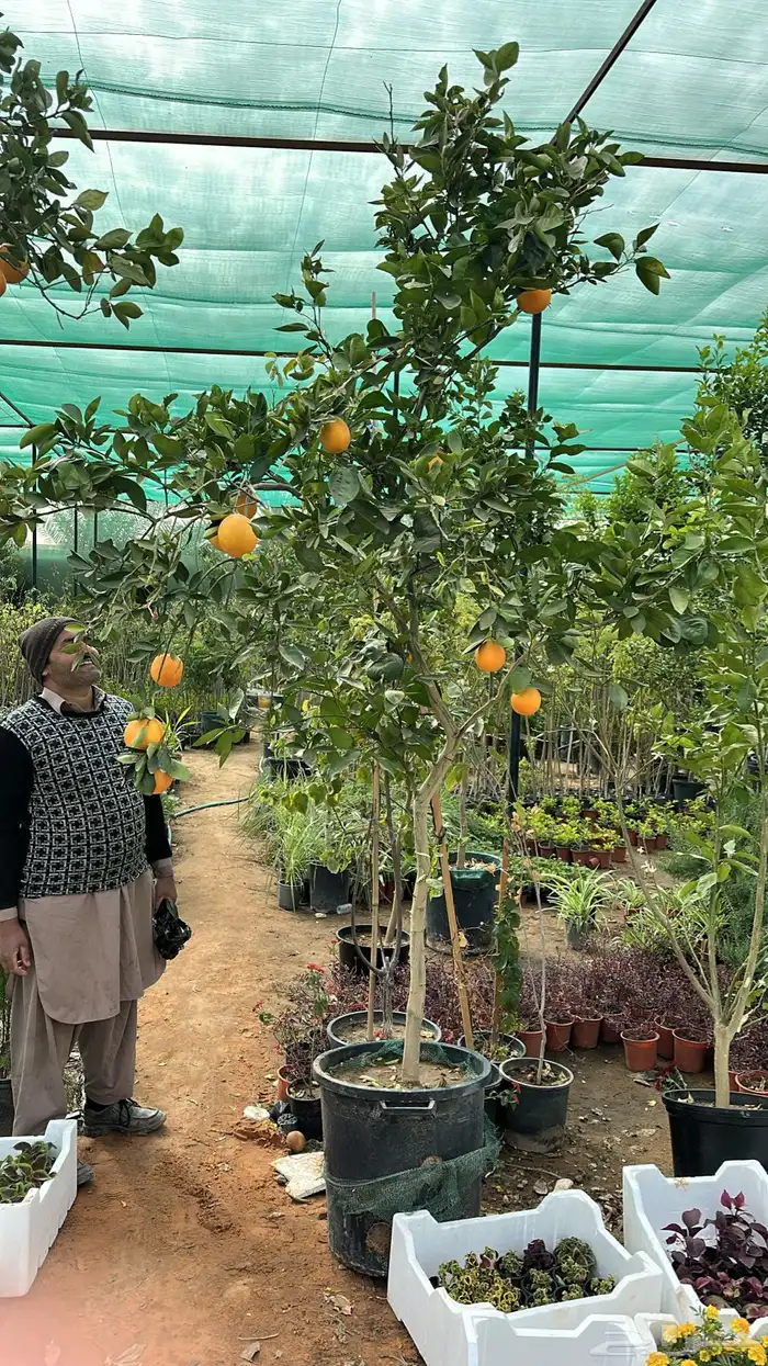 برتقال ترنج ليمون اشجار حمضيات 2