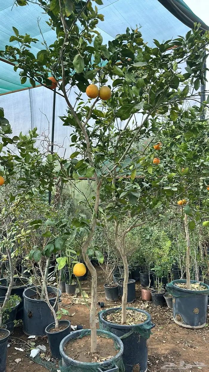 برتقال ترنج ليمون اشجار حمضيات 10