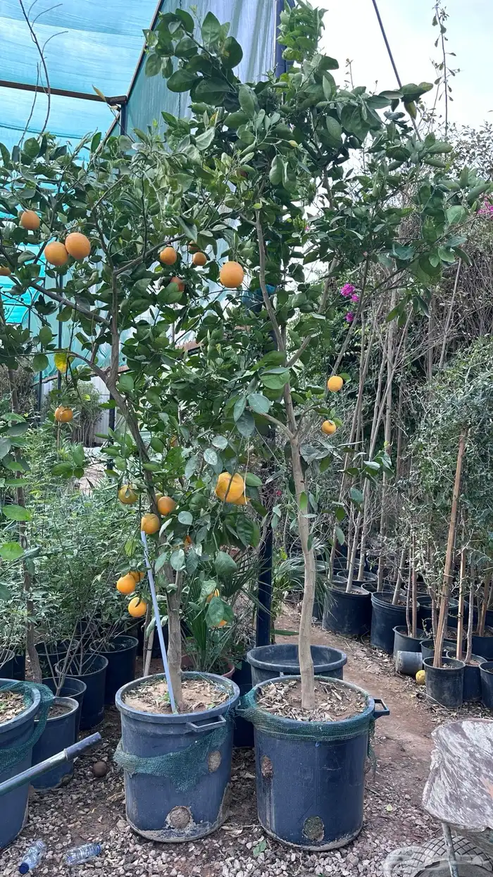 برتقال ترنج ليمون اشجار حمضيات 9