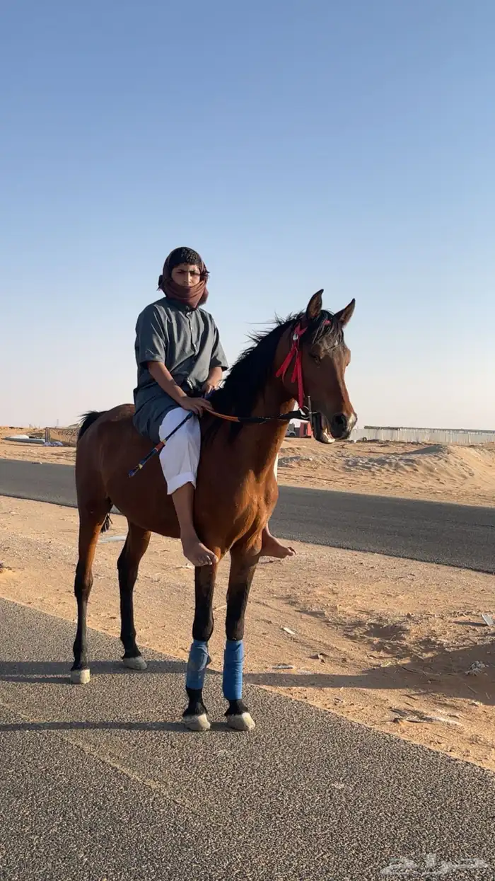 حصان شعبي العمر توه دخل 4 سنين حصان الطول 7 وربع حصان طبيب 4