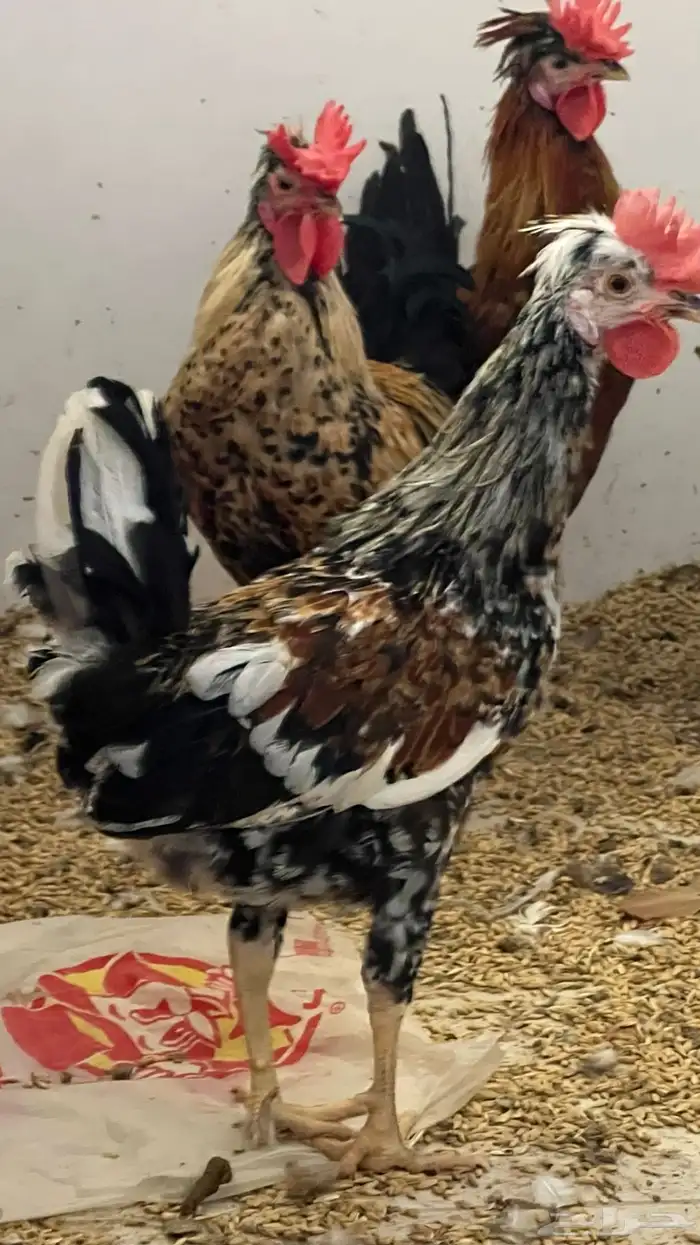 ديوك عربي ترثه سلالة قديمة جدا 4