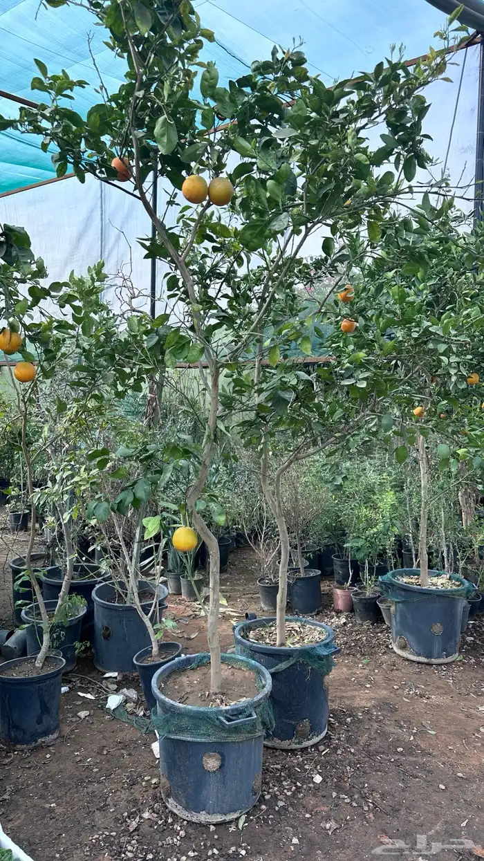 برتقال ترنج ليمون اشجار حمضيات 7