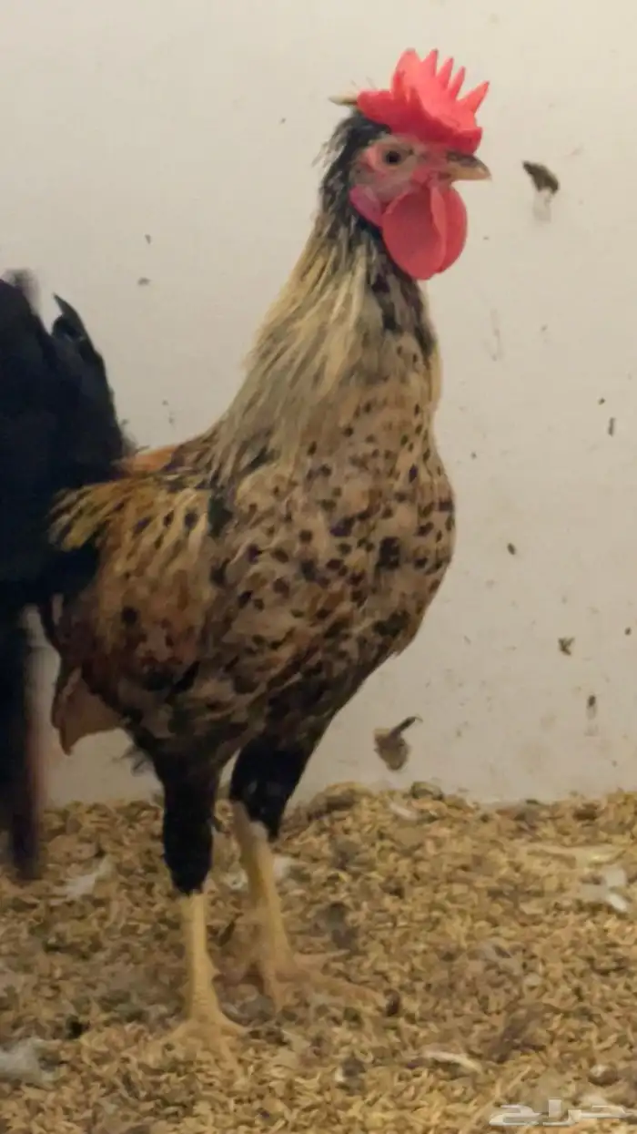 ديوك عربي ترثه سلالة قديمة جدا 6