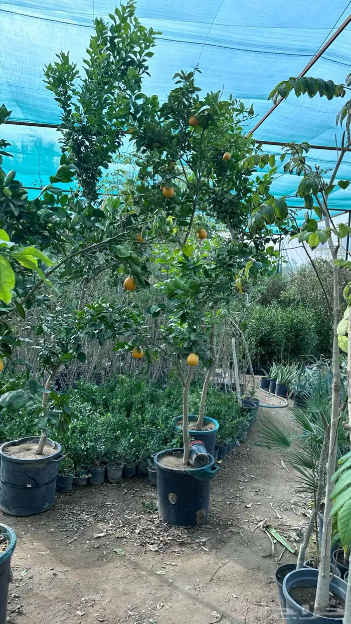 برتقال ترنج ليمون اشجار حمضيات 4