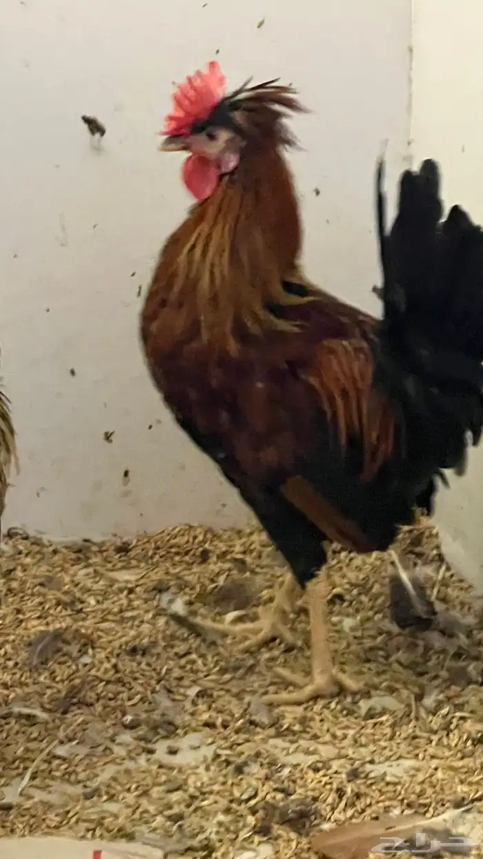 ديوك عربي ترثه سلالة قديمة جدا 3