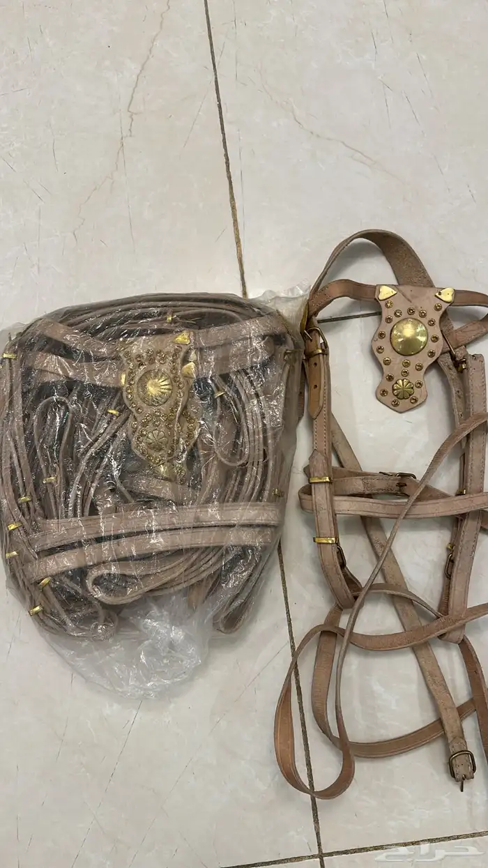 الاجمة خيل 2