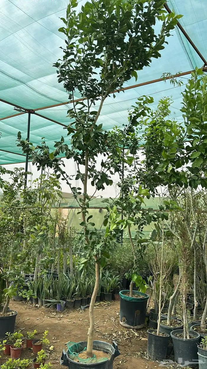 برتقال ترنج ليمون اشجار حمضيات 1