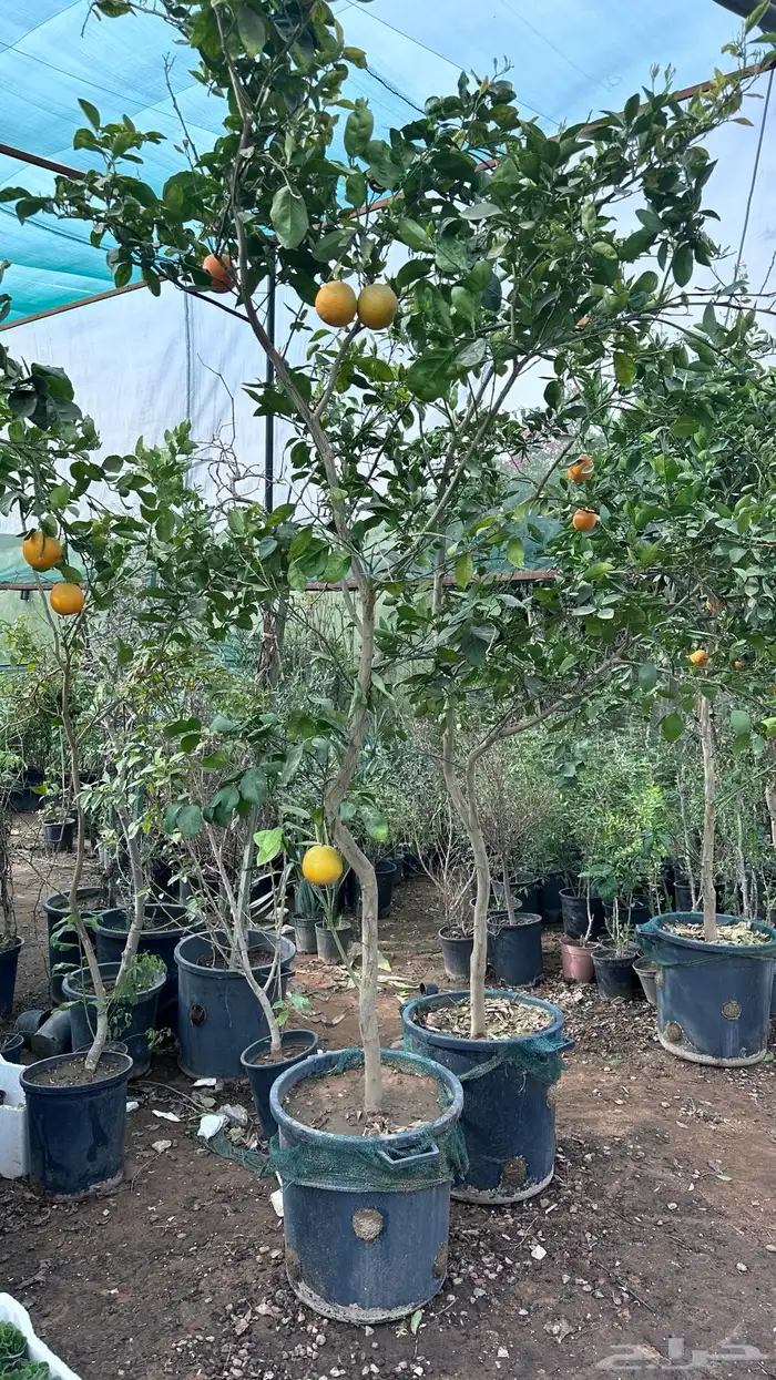 برتقال ترنج ليمون اشجار حمضيات 6