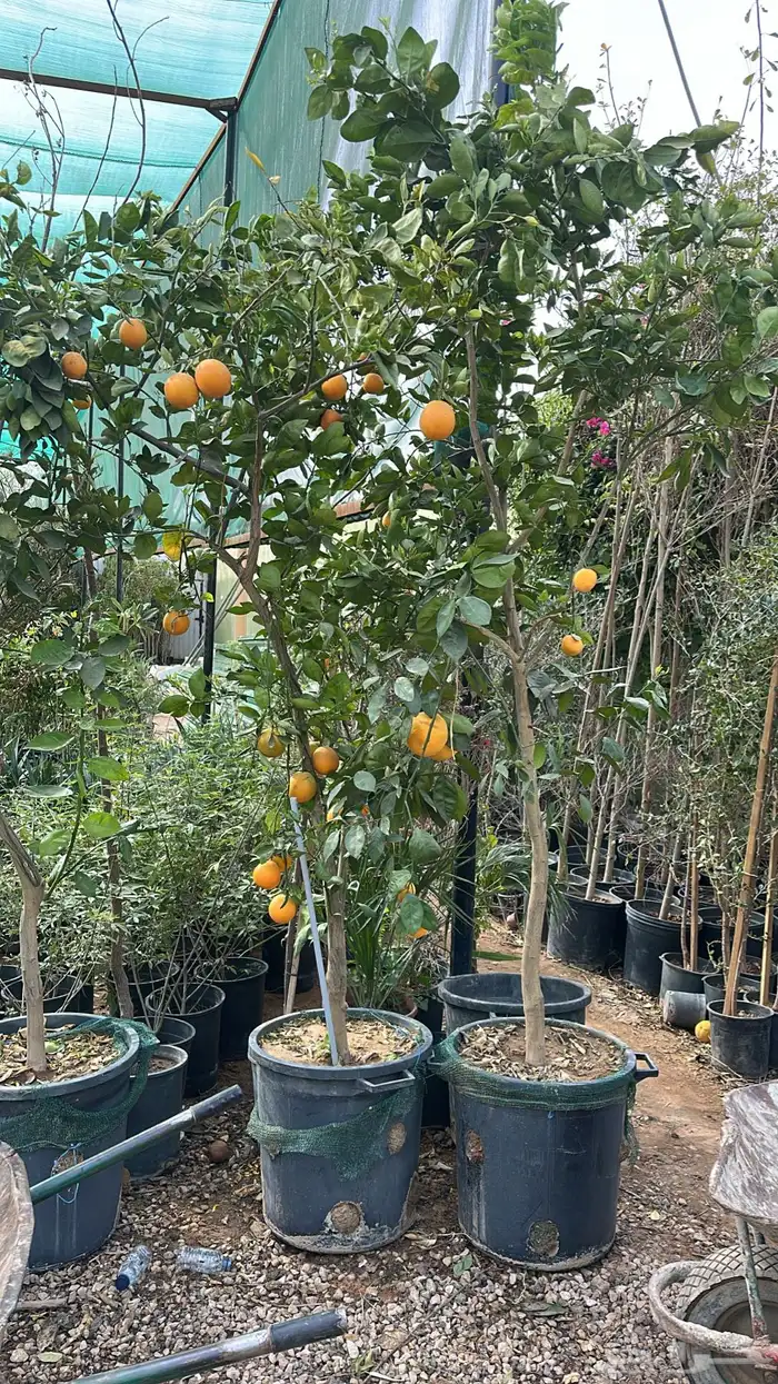 برتقال ترنج ليمون اشجار حمضيات 8