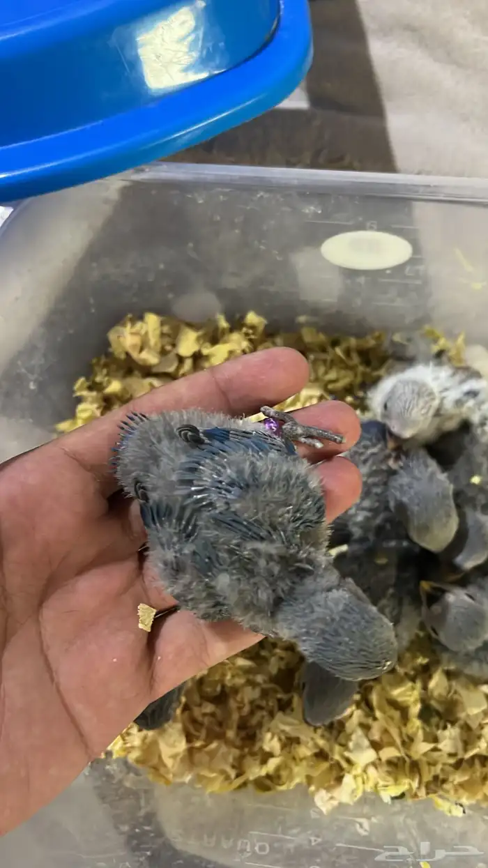 فروخ روز من 100 عرض خاص 3