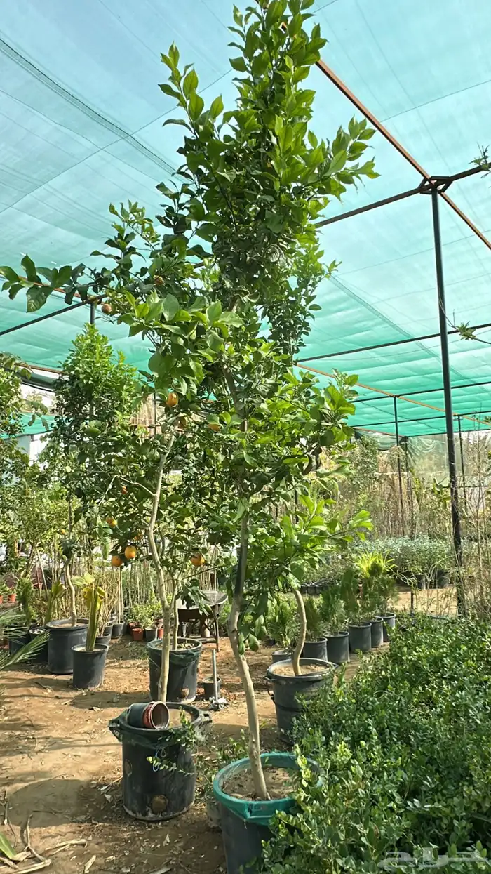 برتقال ترنج ليمون اشجار حمضيات 11