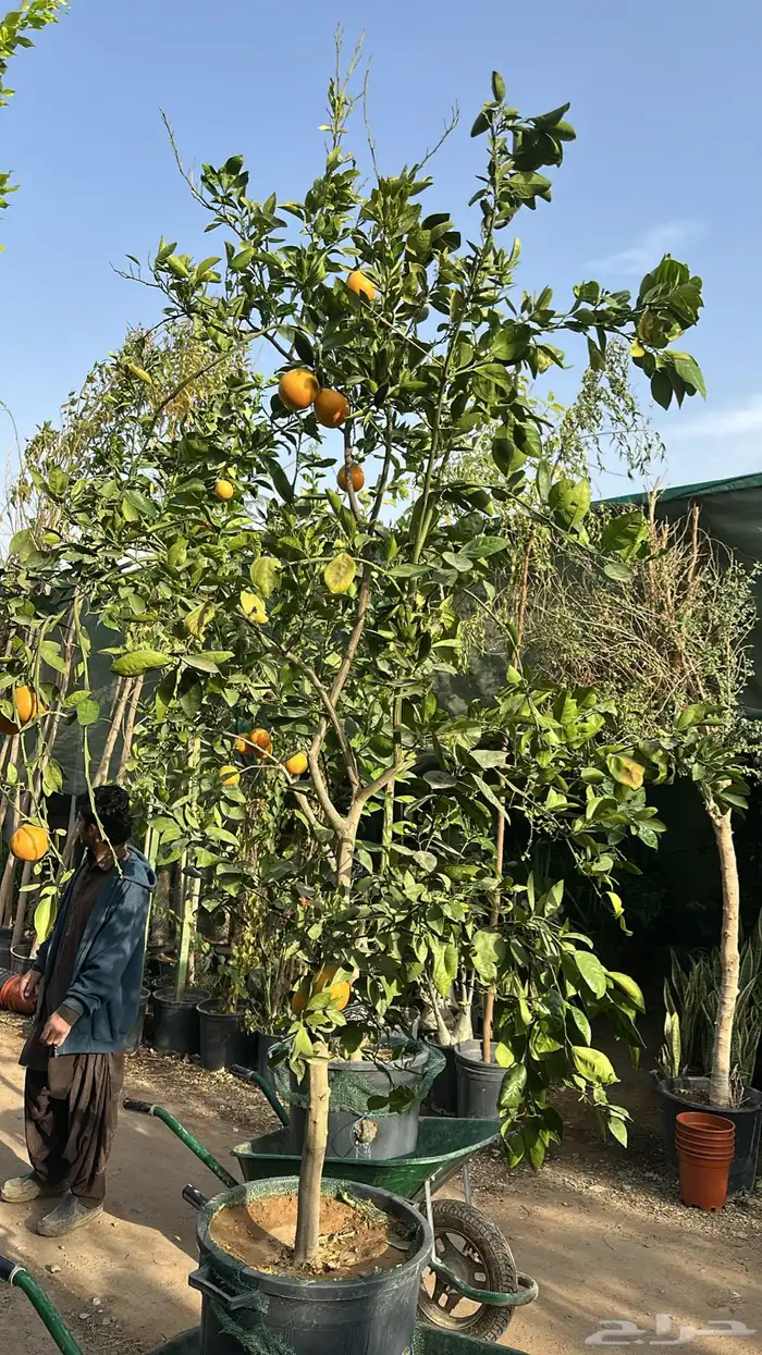 برتقال ترنج ليمون اشجار حمضيات 12