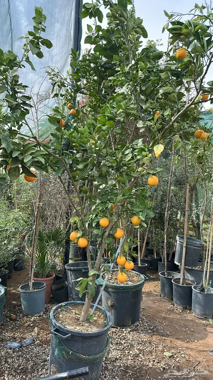 برتقال ترنج ليمون اشجار حمضيات 5