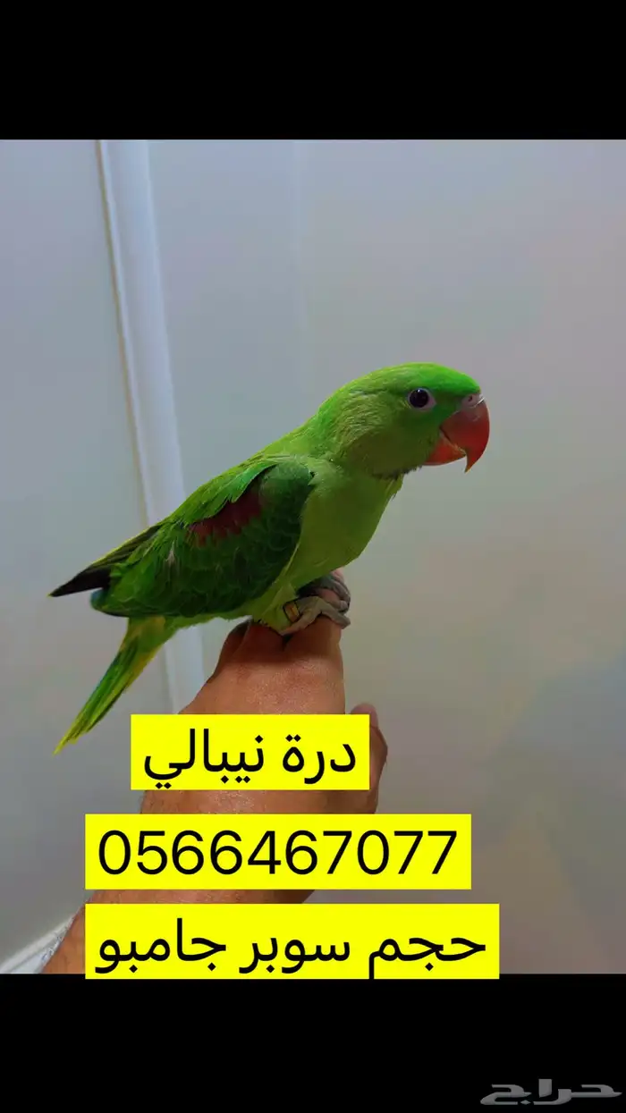 فرخ درة نيبالي سوبر جامبو 0