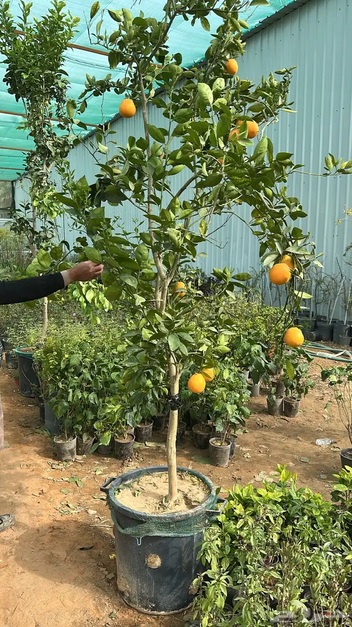 برتقال ترنج ليمون اشجار حمضيات 3