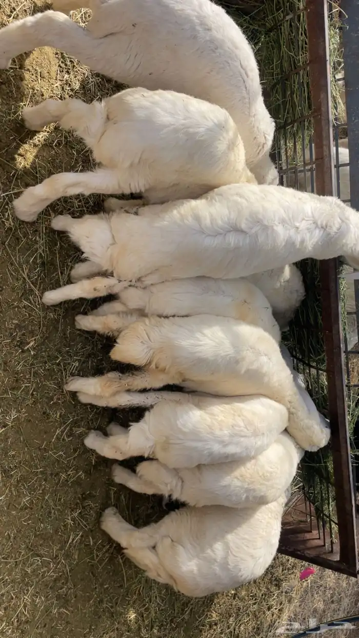 طليان تربيه حبص 0