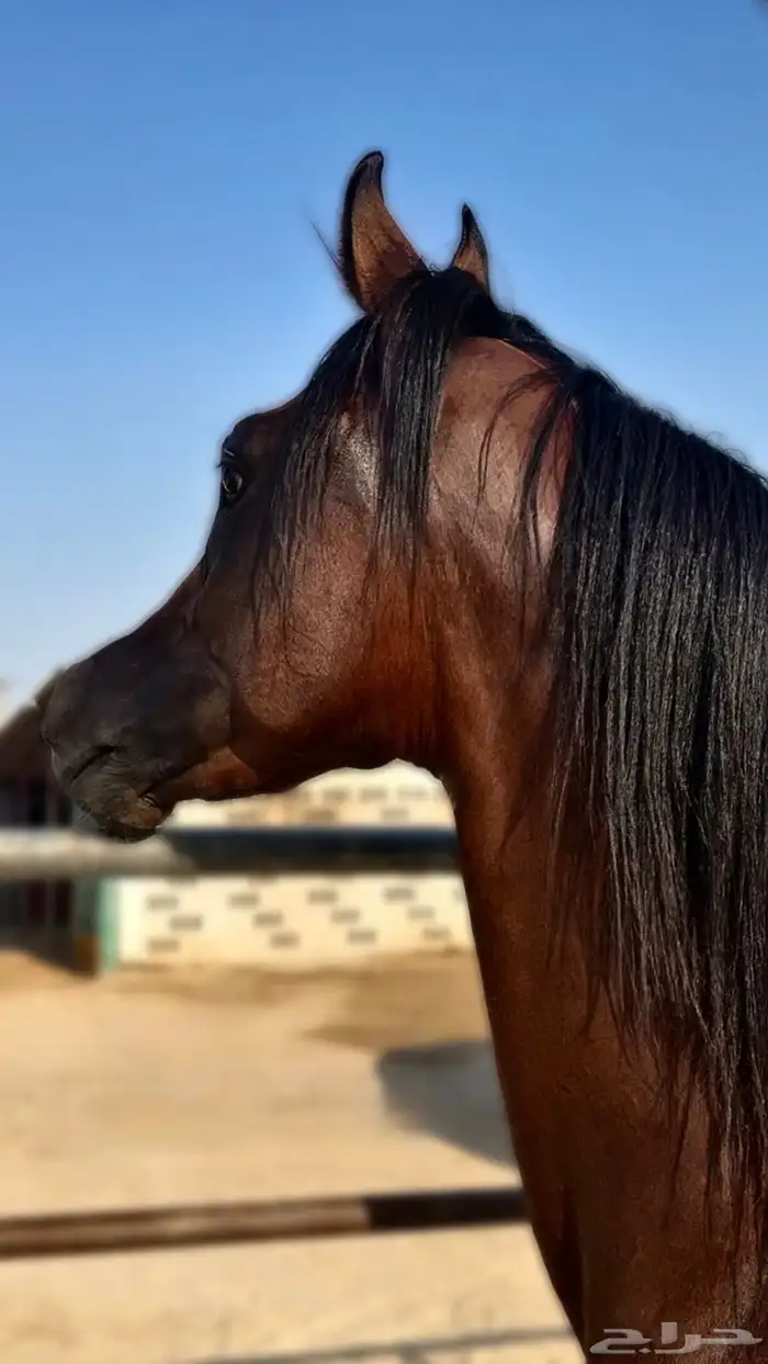 الي يبغى مهر واهو طيب وجبر ليفوته 5