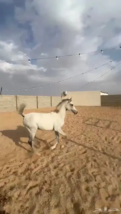 فرس واهو عربية 1