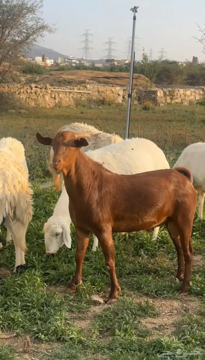 تيس ادهم صنف فاخر ( تم البيع ) 2