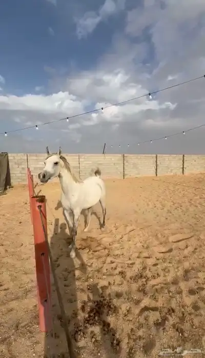 فرس واهو عربية 0