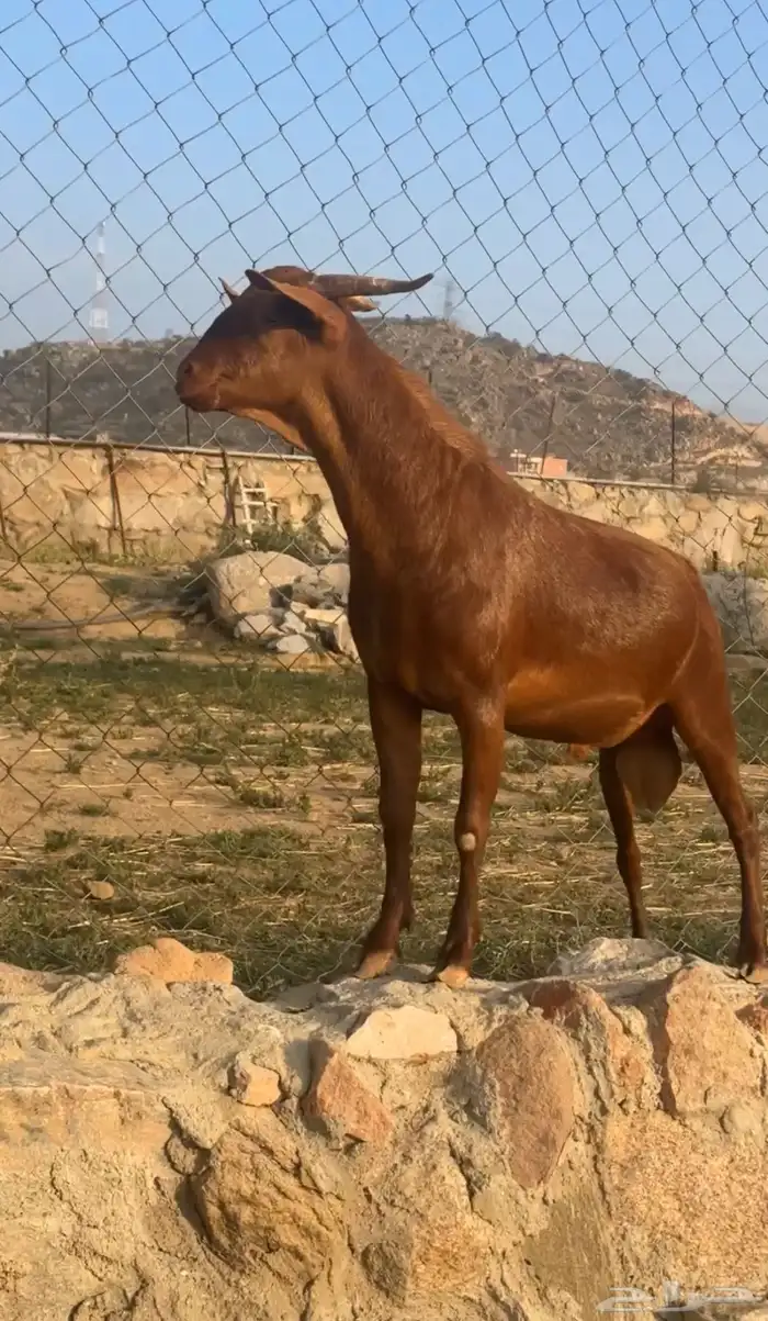 تيس ادهم صنف فاخر ( تم البيع ) 3