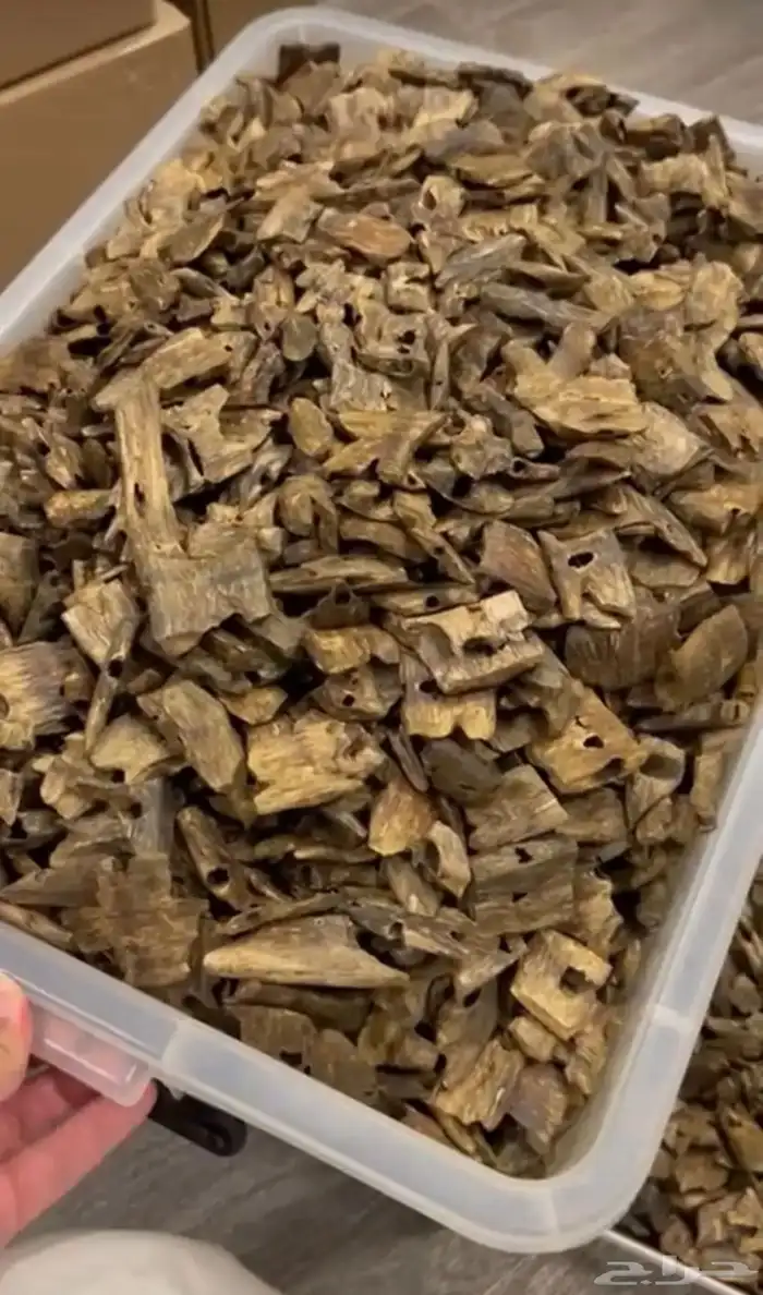 عود صيني كينام 1