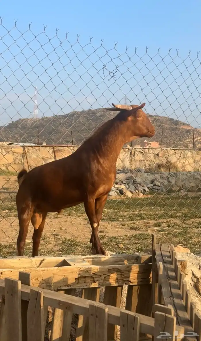 تيس ادهم صنف فاخر ( تم البيع ) 1