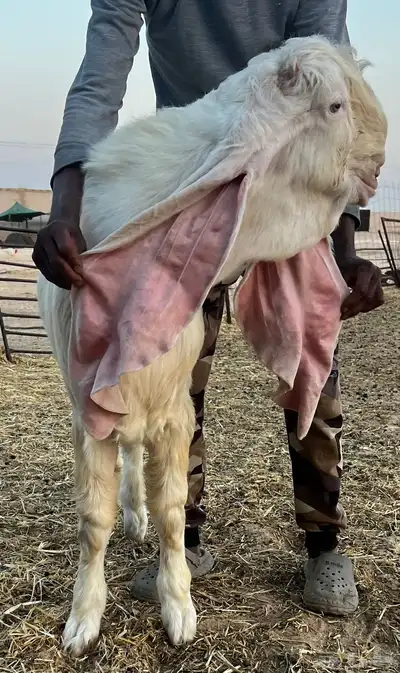 تم البيع جذع مطور خصم ابيض ابرص (هولندي)- (حجازي) 0