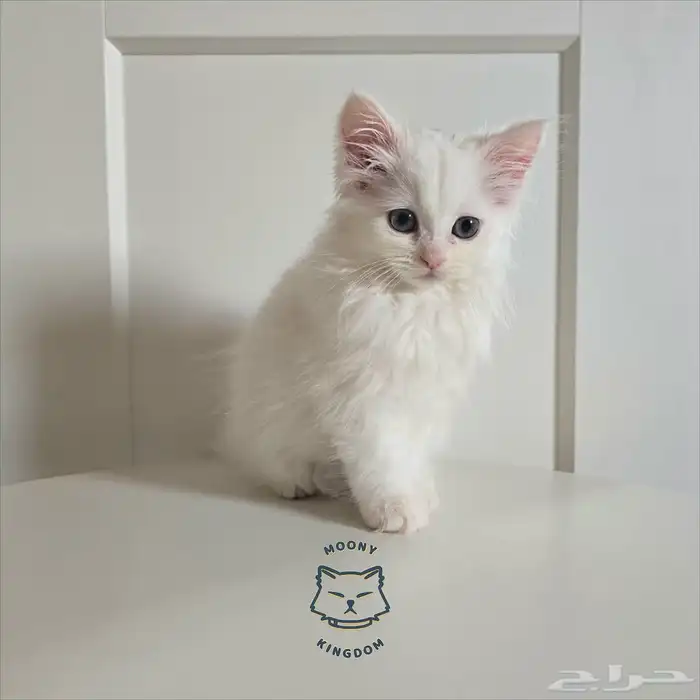 تم البيع قطة شيرازي مهجن صغيرة جميلة 1